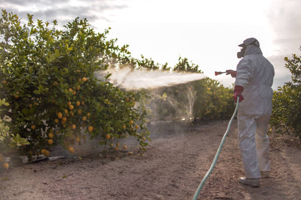 Best Bed Bug Extermination  in San Diego, CA