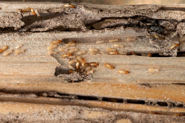  San Diego, CA Pest Control Pros